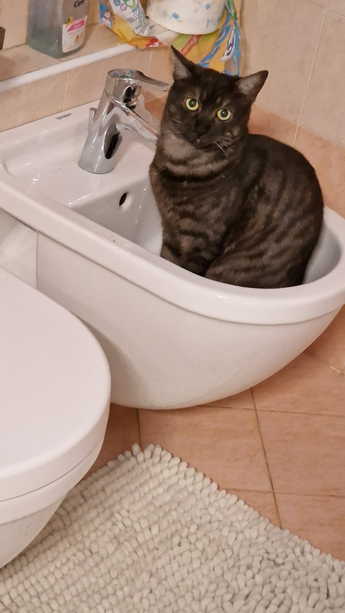 Gatto tigrato nel bidet