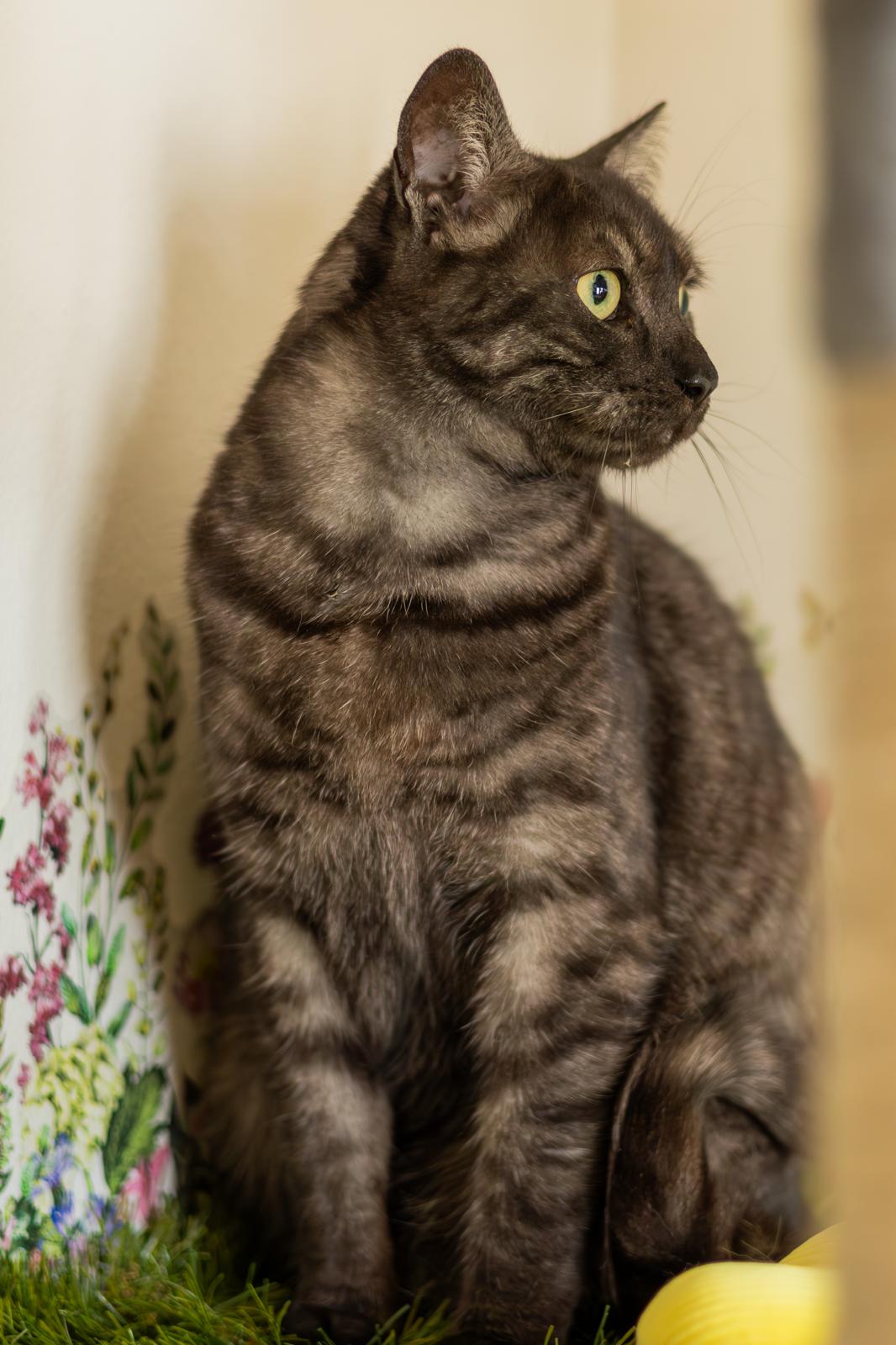 Gatto tigrato scuro elegante