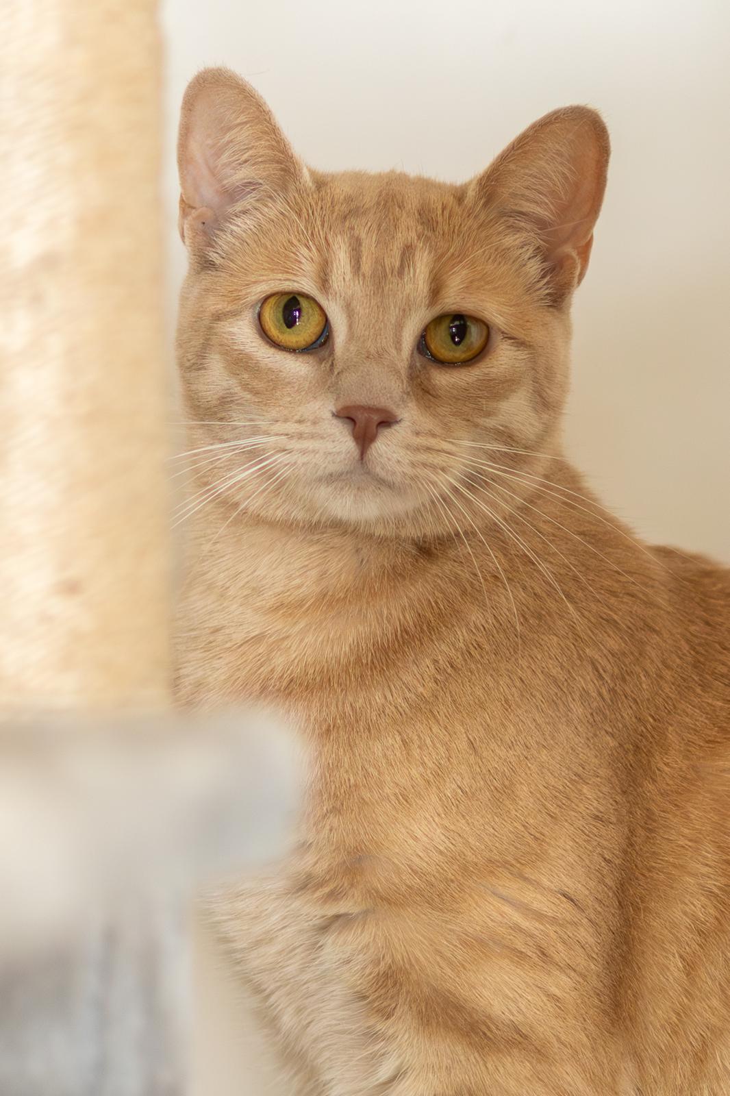 Gatto arancione con occhi color ambra