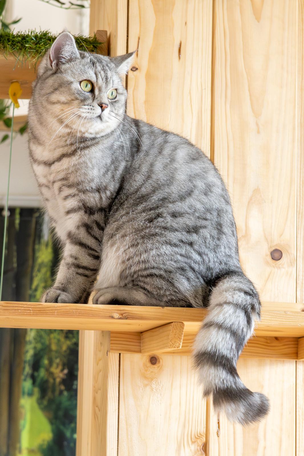 Gatto grigio su mensola in legno