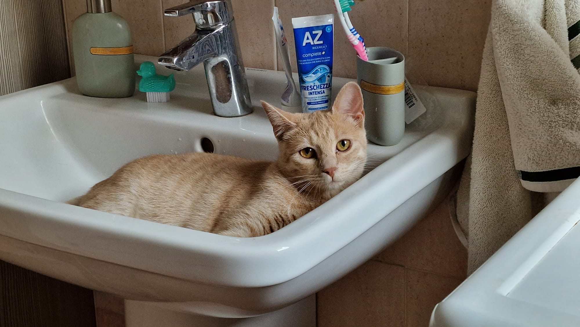 Gatto arancione nel lavandino