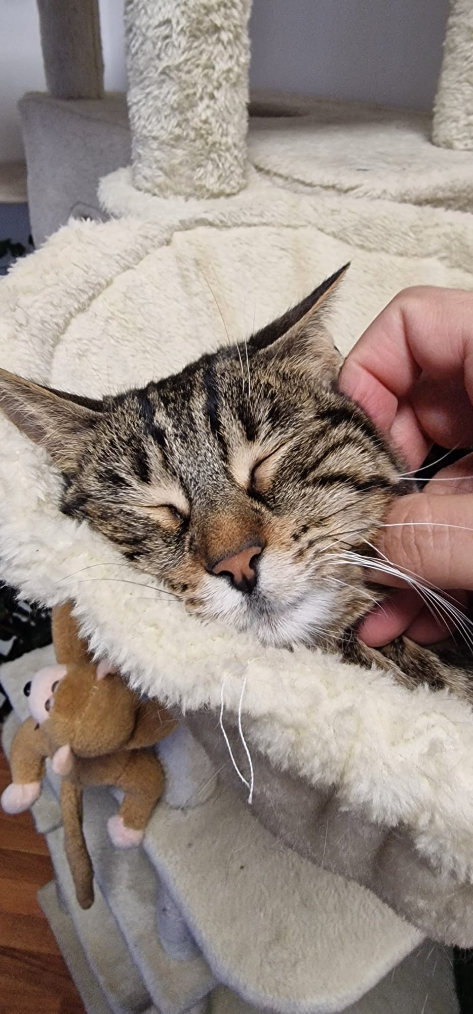 Gatto tigrato che dorme sereno