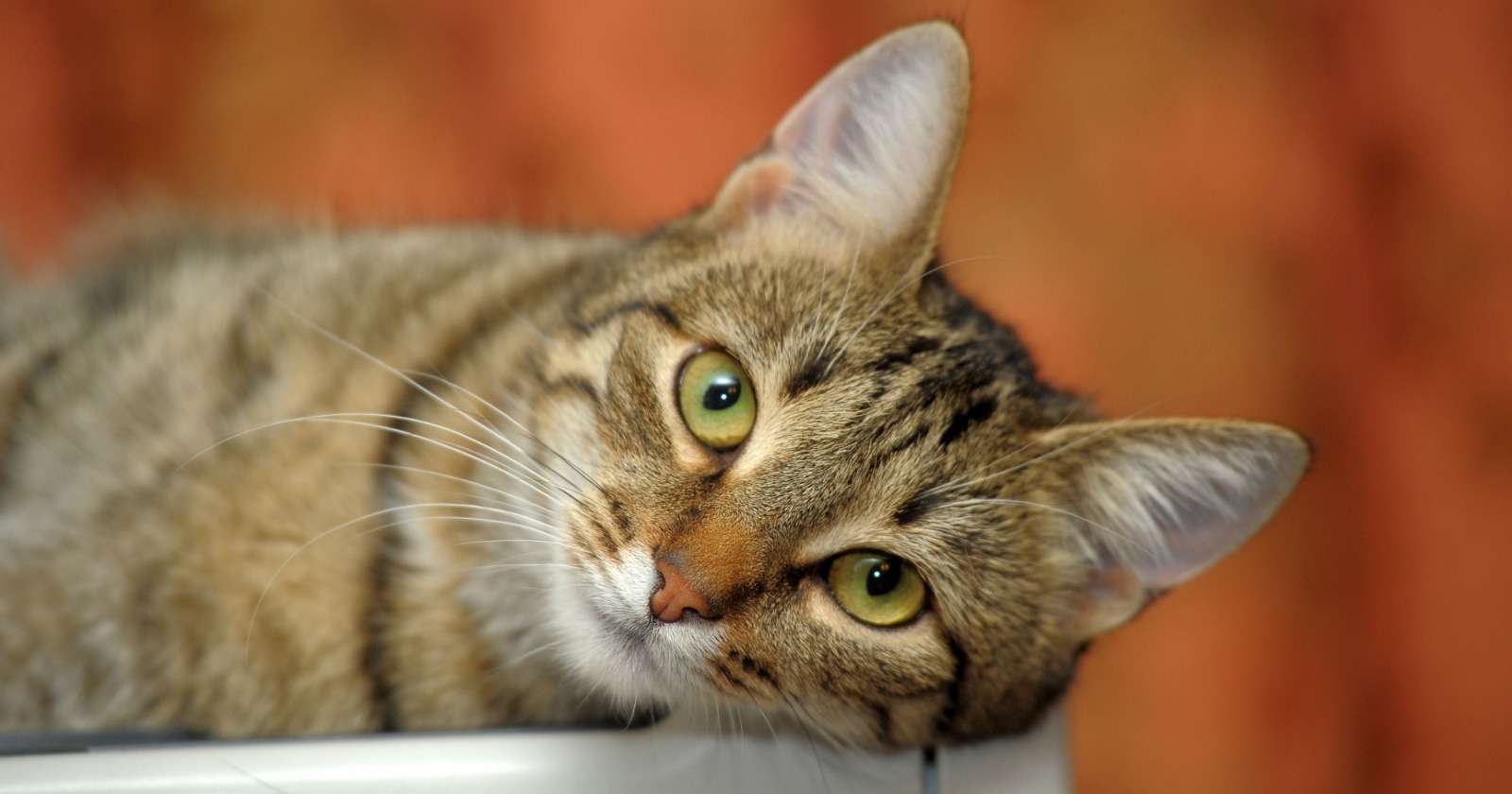 Gatto tigrato accudito con amore durante una visita di cat sitting