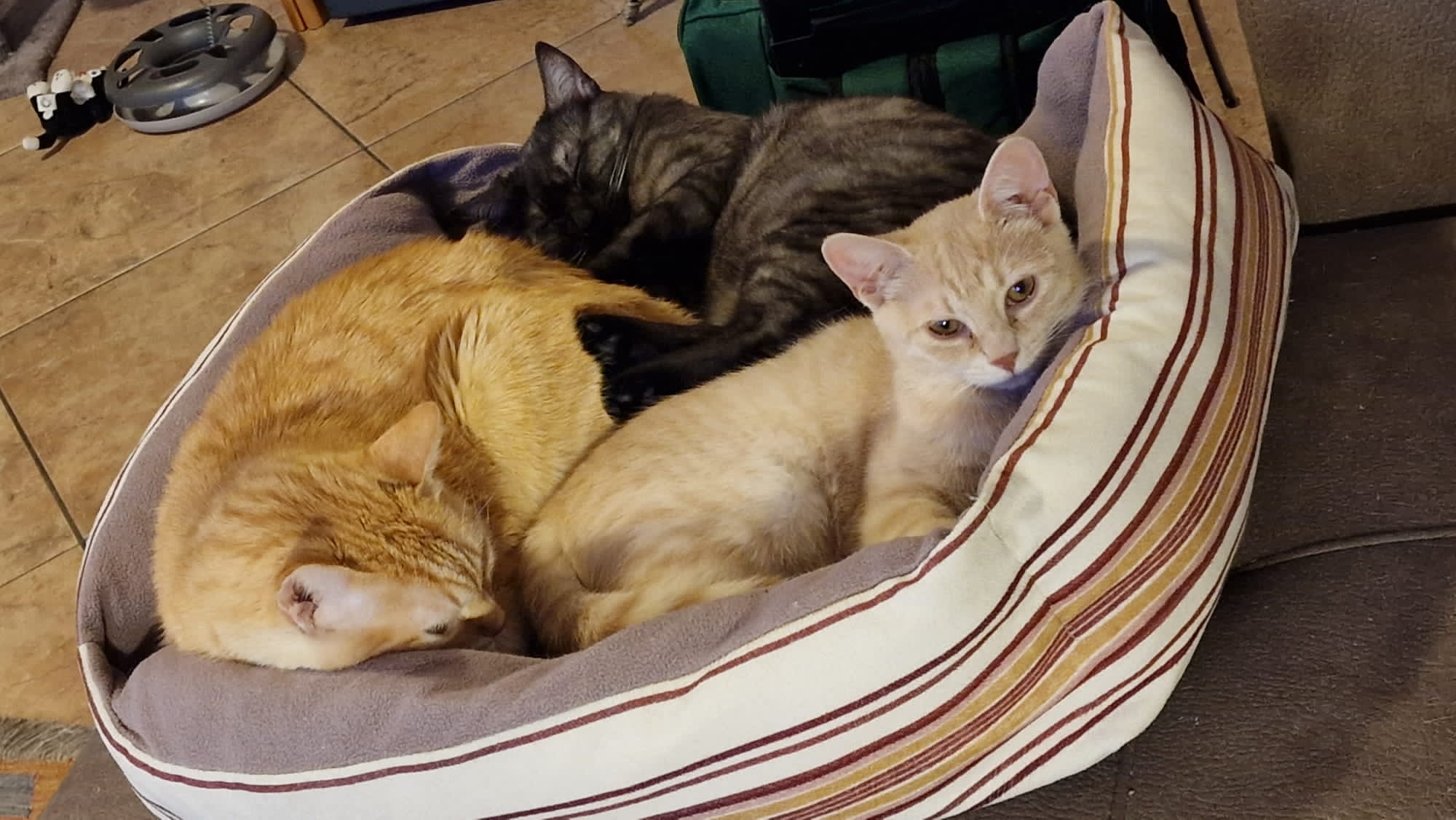 Tre gatti che dormono insieme nella cuccia