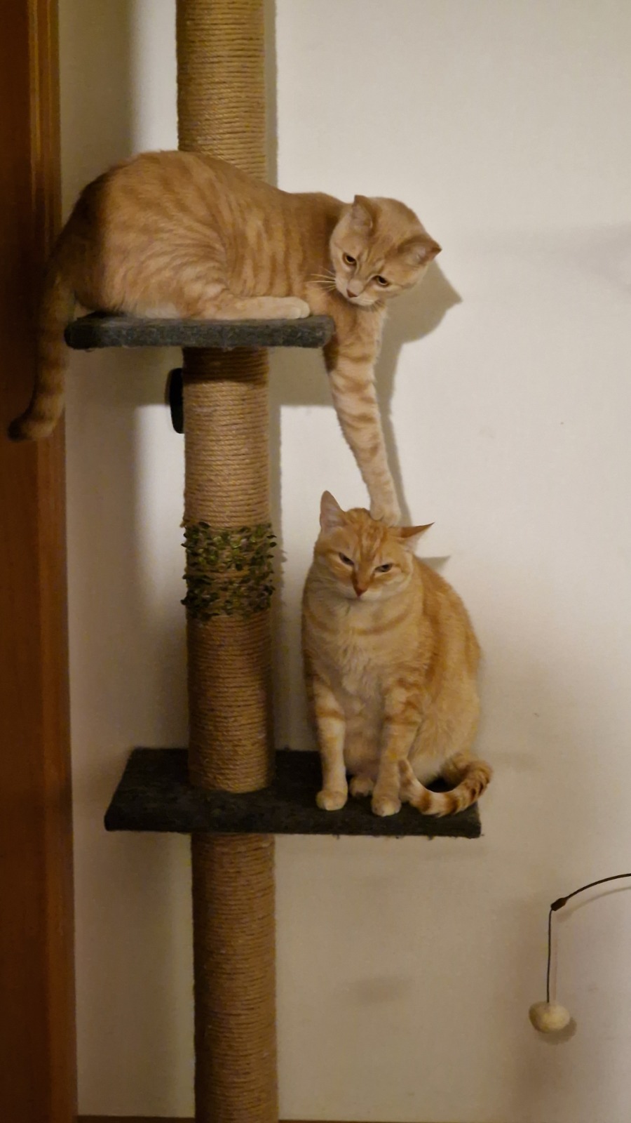 Due gatti arancioni sull'albero tiragraffi